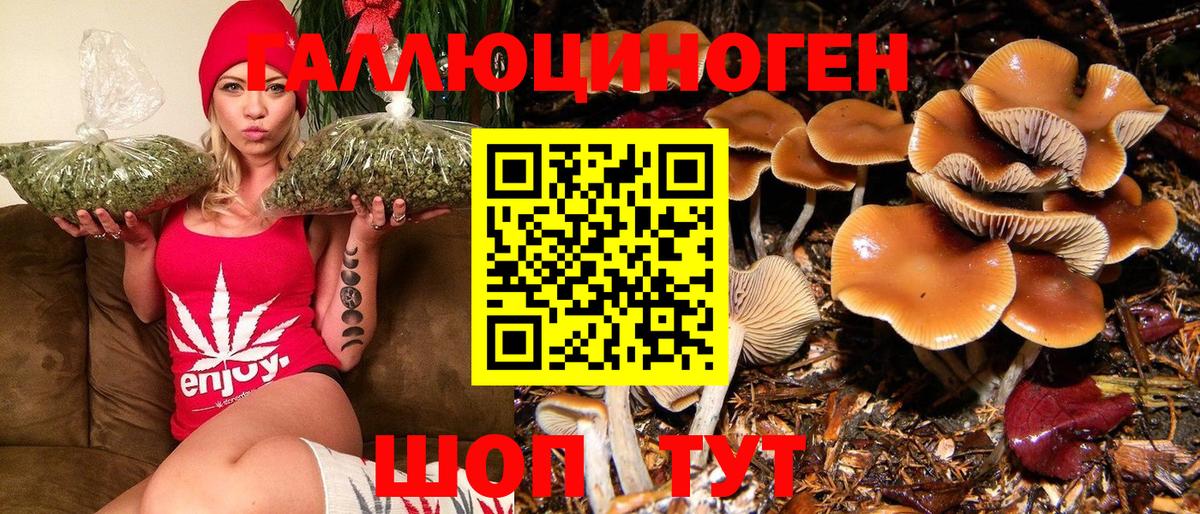 Галлюциногенные грибы Psilocybe Кропоткин
